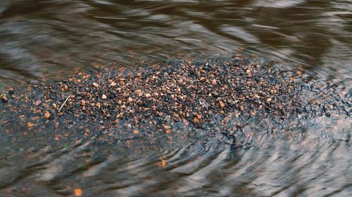 High angle view of crocodile in water
