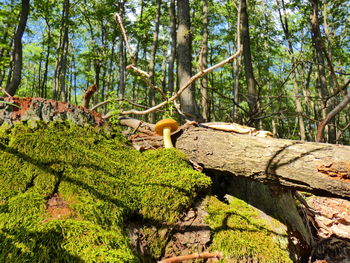 View of a tree in forest