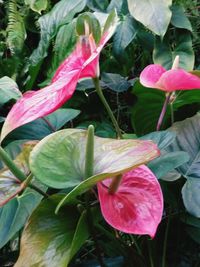 Close-up of pink flower