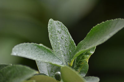 Close-up of wet plant leaves