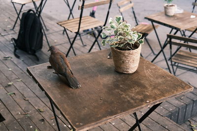 High angle view of potted plants on table