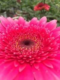 Close-up of pink flower blooming outdoors