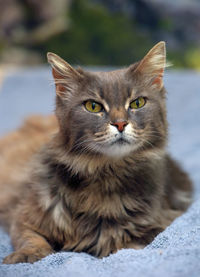 Close-up portrait of cat relaxing outdoors