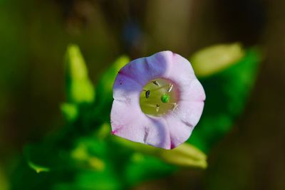 Close-up of purple flowering plant