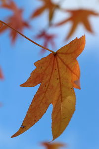 Close-up of maple leaf against sky