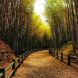 Road passing through forest