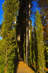 Footpath passing through forest