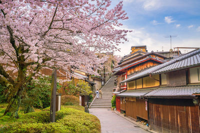 Flowering tree by building against sky