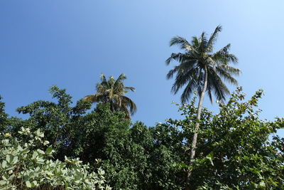 Low angle view of trees against clear blue sky