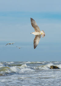 Beautiful sea gull flying on the waves on the baltic sea, vertical