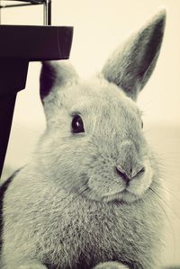 animal themes