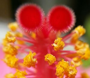 Close-up of pink flower