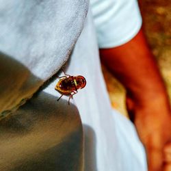 Close-up of insect on man