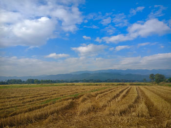 Scenic view of agricultural field against sky