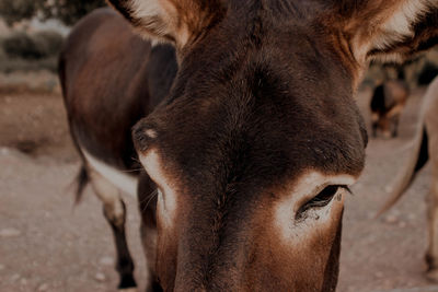 Close-up of a horse