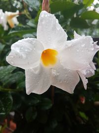 Close-up of wet white flower blooming outdoors