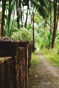 Footpath amidst trees in forest