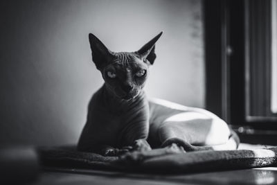 Portrait of sphinx cat relaxing at home
