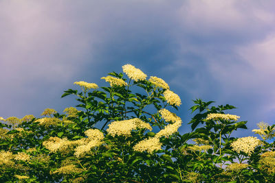 Low angle view of yellow flowering plant against sky