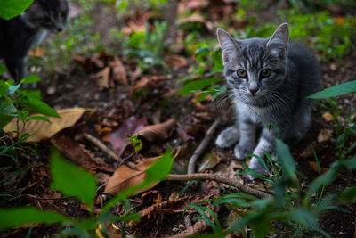 Portrait of a cat on field