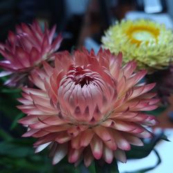 Straw flower bunch