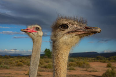 Close-up of a bird against blurred background