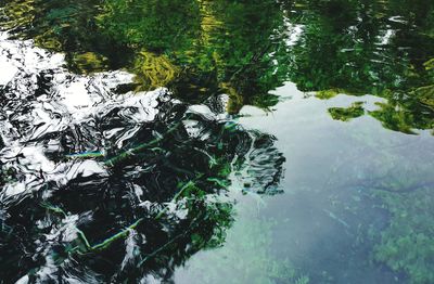 Reflection of trees in lake