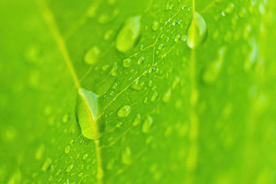 Close-up of raindrops on green leaves