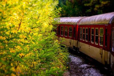 Train amidst trees