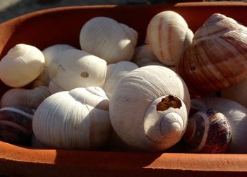 Close-up of snail shells in pot