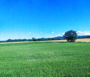 Scenic view of agricultural field against blue sky