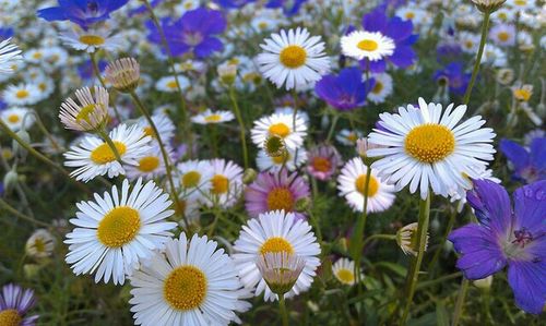 Close-up of daisy flowers blooming in field