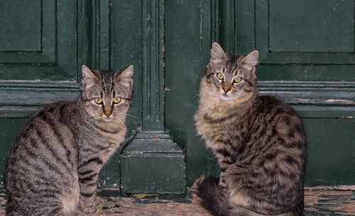 Portrait of cats sitting against wall