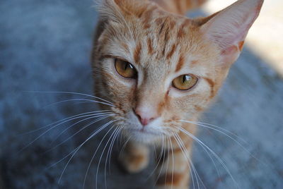 Close-up portrait of a cat