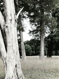 Trees on field
