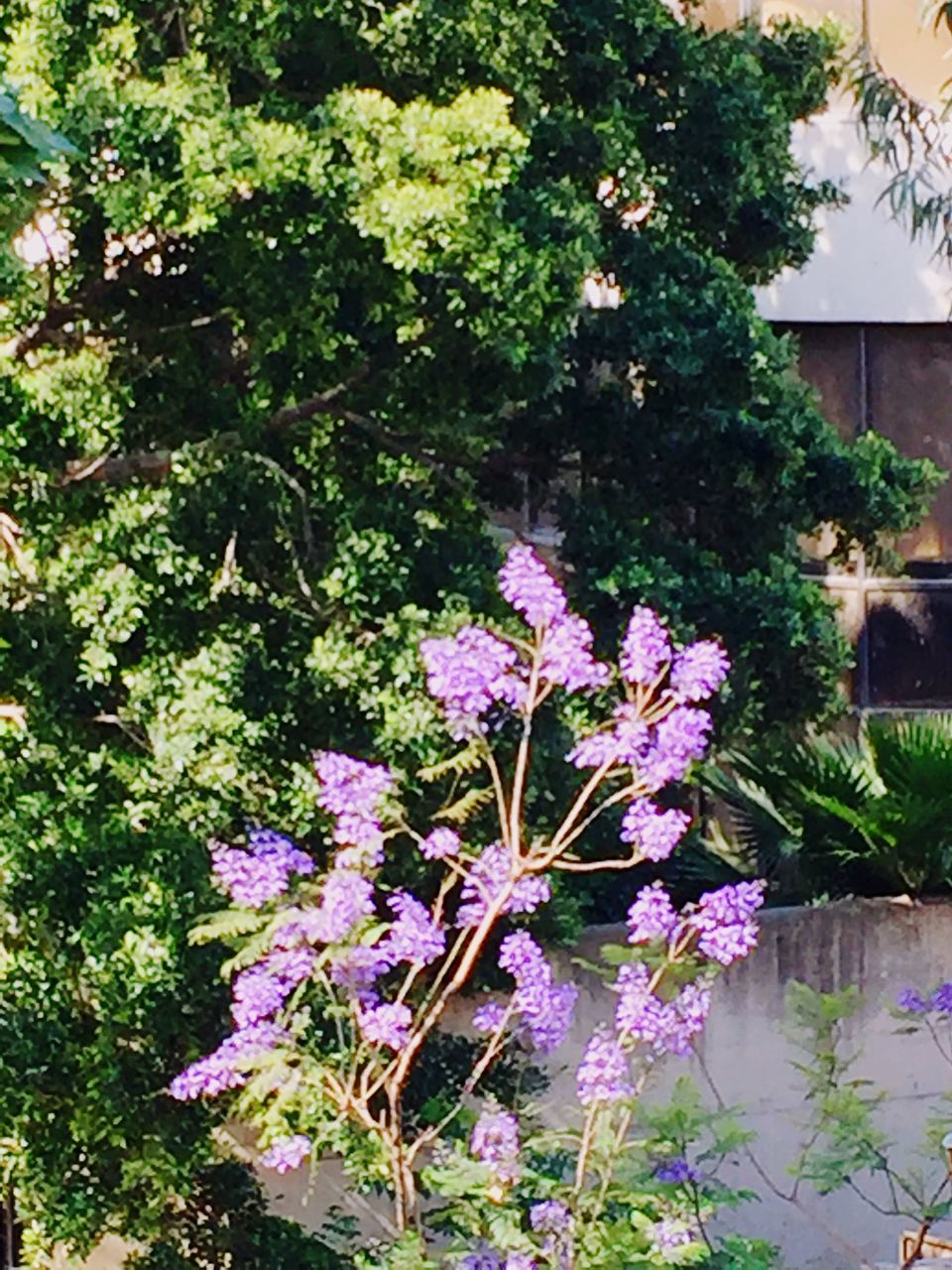 flower, growth, nature, no people, tree, outdoors, day, beauty in nature, fragility, pink color, plant, branch, freshness