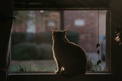 Cat looking through window