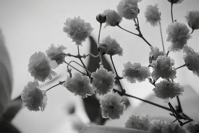 Close-up of white cherry blossoms against sky