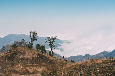 Plants growing on mountain against sky