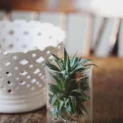 Succulent plant in jar by white pot on table