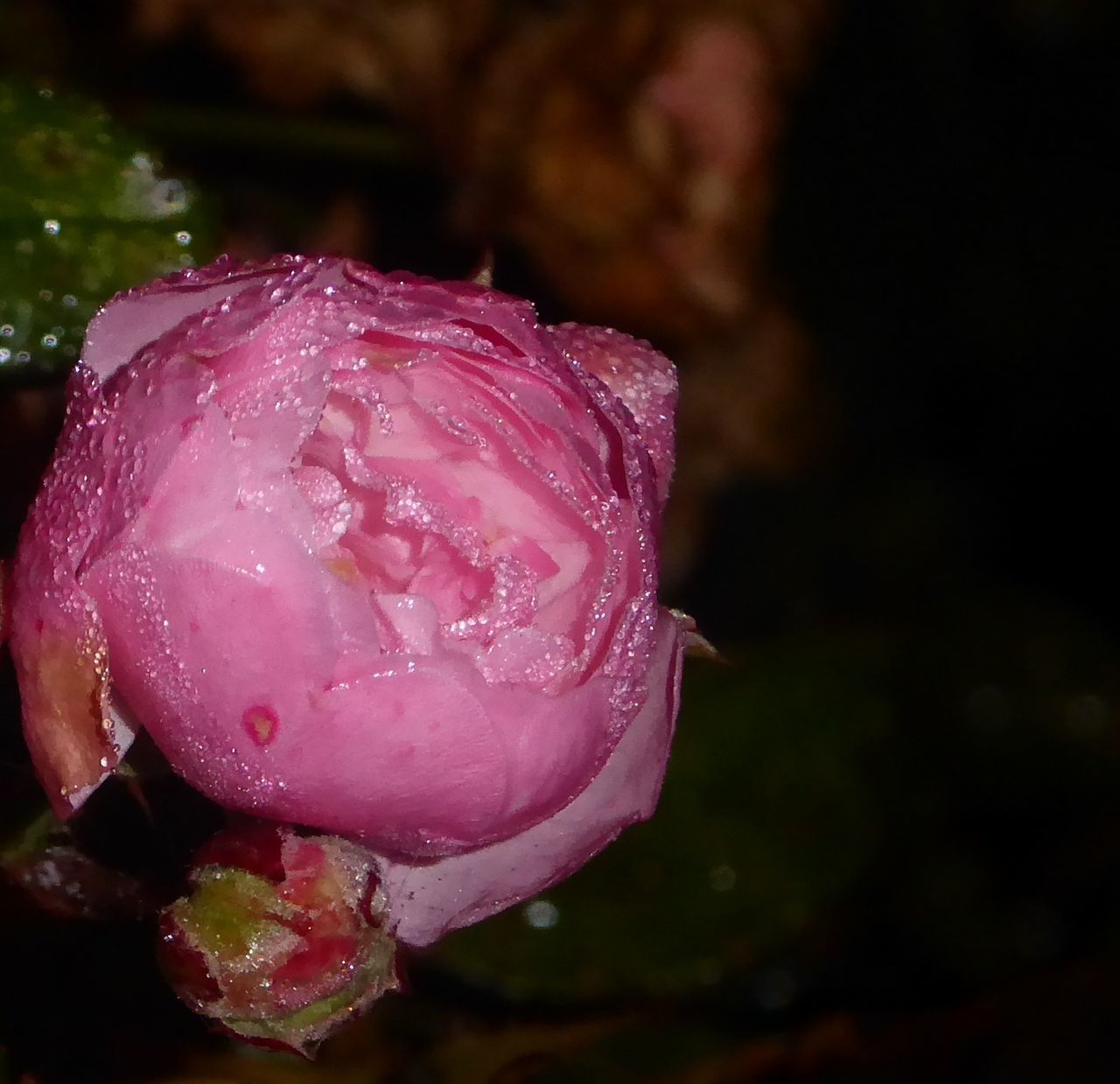 flower, nature, petal, close-up, fragility, no people, beauty in nature, pink color, freshness, flower head, water, day, outdoors