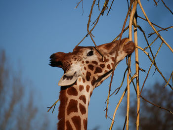 Low angle view of giraffe against sky