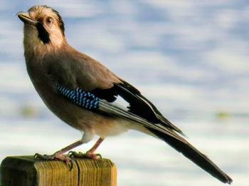 Close-up of bird perching against sky