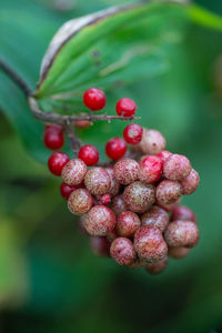 Close-up of berries growing on plant