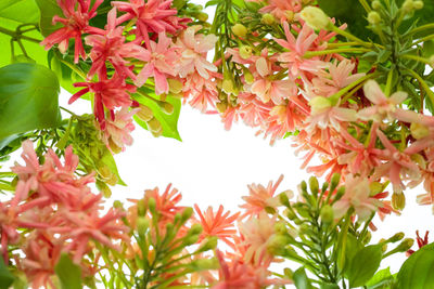 Close-up of pink flowering plants