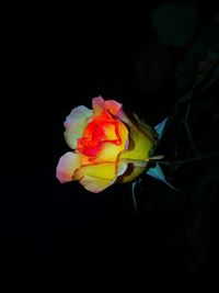 Close-up of rose against black background