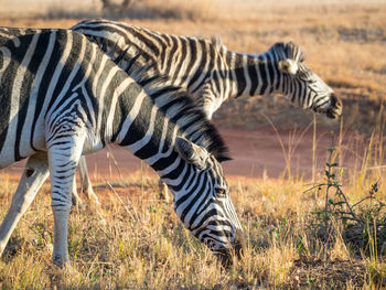 Zebras grazing next to dirt road in 