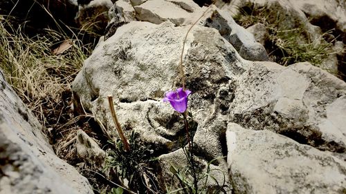 High angle view of flower on field