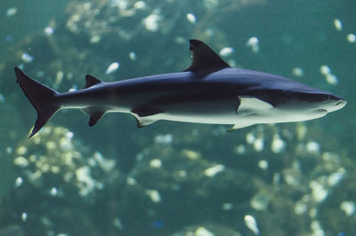 Close-up of shark swimming in sea