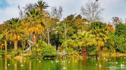 Scenic view of lake in forest against sky